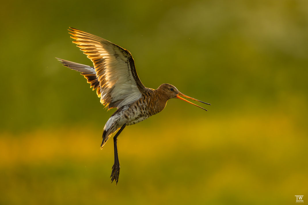 (2) Eine solche Gegenlichtszene war mir bisher vergönnt, an der Vogelweide in Utrecht klappte es.