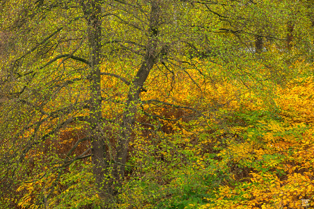 Herbstfarben am Fluss (B2267)