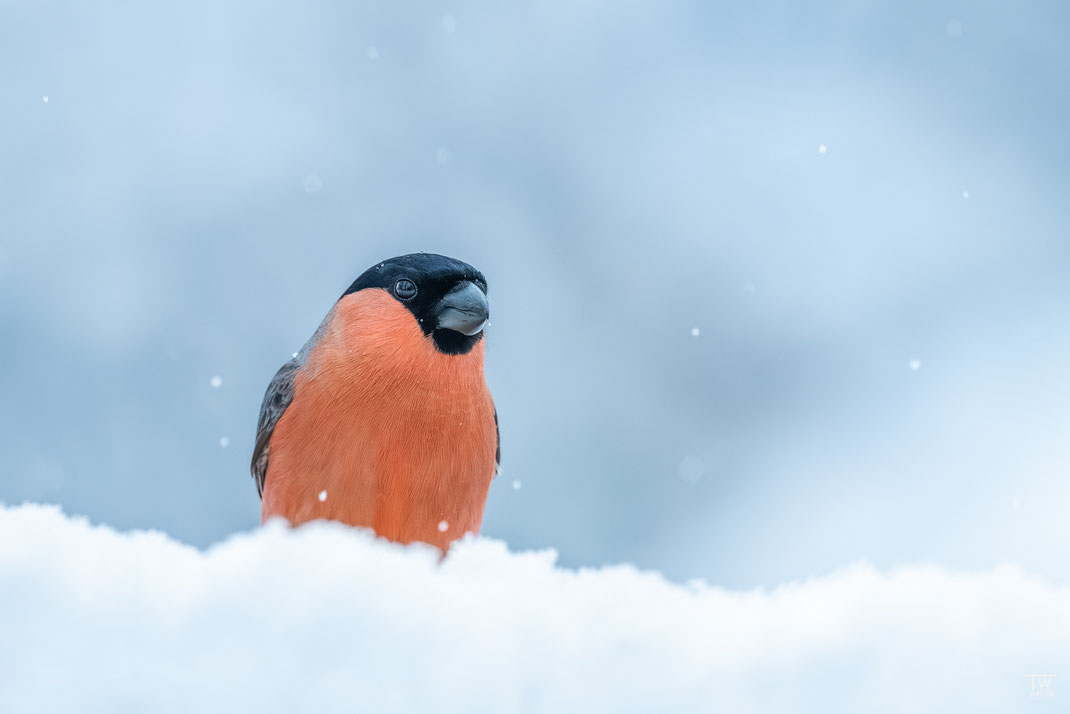 3 Der Gimpel verhielt sich sehr vorsichtig im Schnee