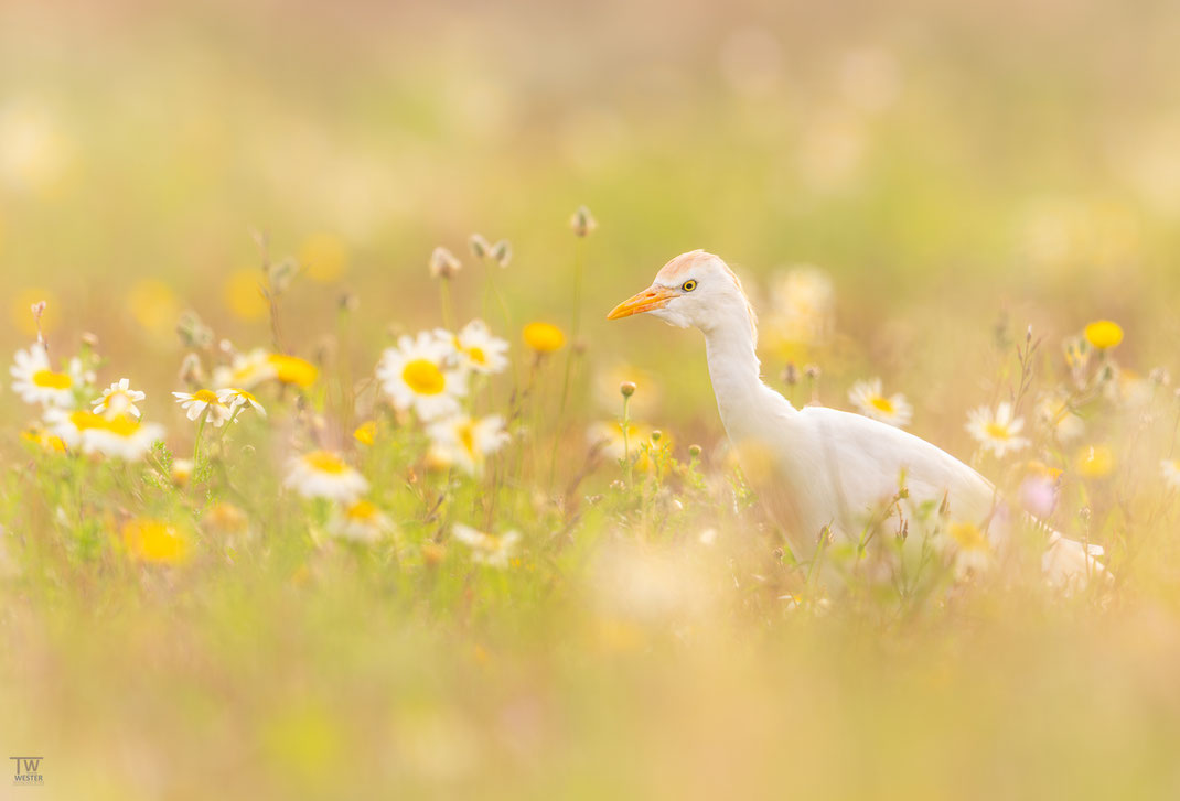 17. In der bunten Wiese fühlten sie sich wohl und liefen ununterbrochen hin und her