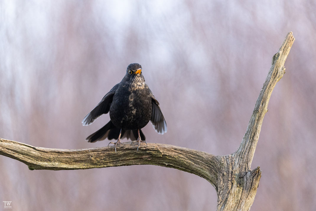 Z9 | 600 FL | FTZII | ISO 3200 | f/4.0 | 1/1250stel | 600mm