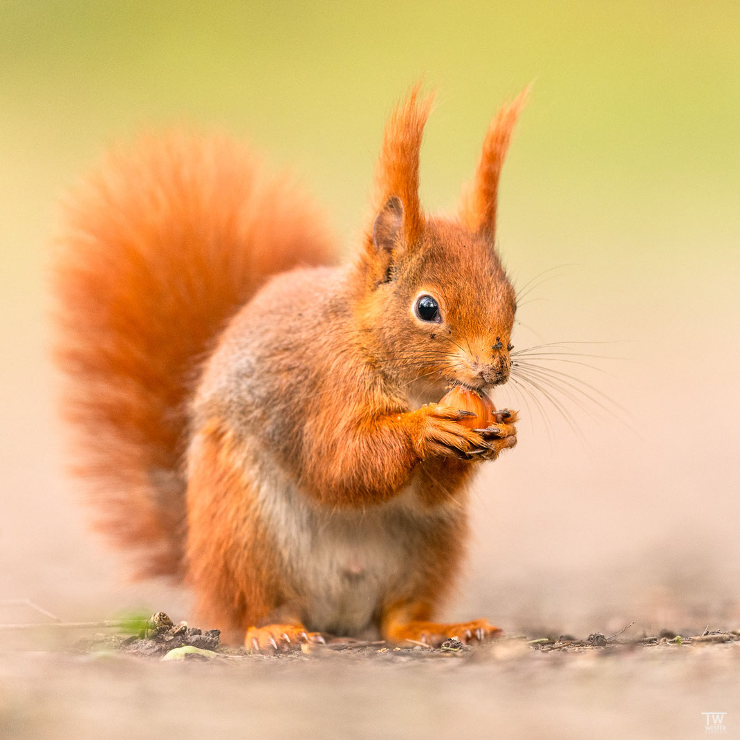 Haselnuss wird von Eichhörnchen gegessen