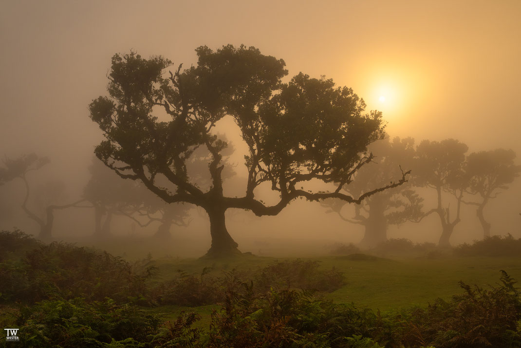 28 Das Spiel zwischen Sonne und Nebel änderte sich meist alle paar Sekunden…