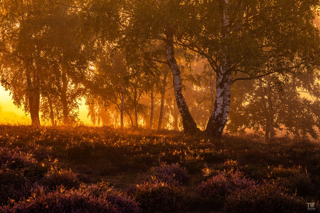 13) Die ersten Sonnenstrahlen streifen nun über die Heide und erleuchten die zahlreichen Spinnennetze