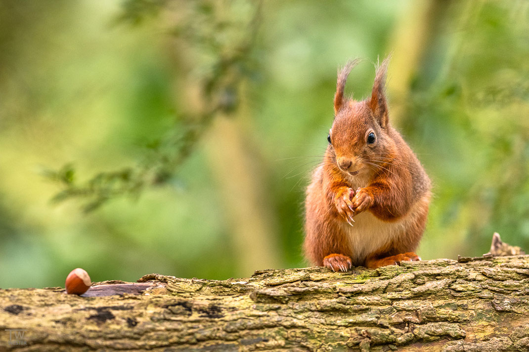 Eichhörnchen schaut in Richtung einer Haselnuss