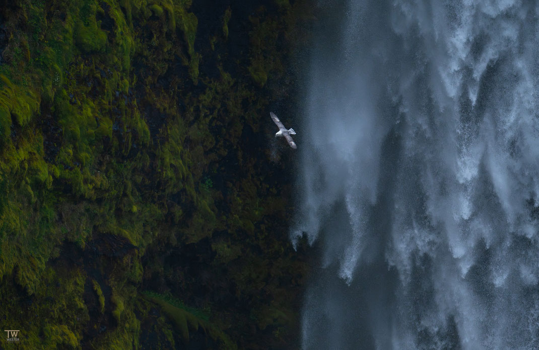 5 Der Eissturmvogel ist ein imposanter Vogel