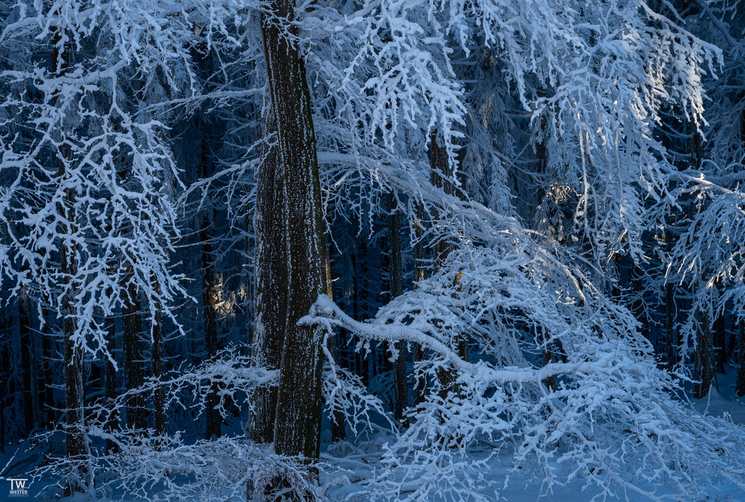 4 Switchen wir zu diesem Jahr: zu Beginn unserer Session sahen wir diese tollen Kontraste; die Eisstrukturen direkt vor dem dunklen Wald mit einem kleinen Schimmer der Abendsonne….