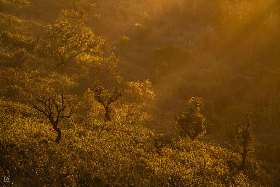 16. Im Hinterland von Vila de Bispo konnte ich in der Morgensonne diese Szene festhalten…