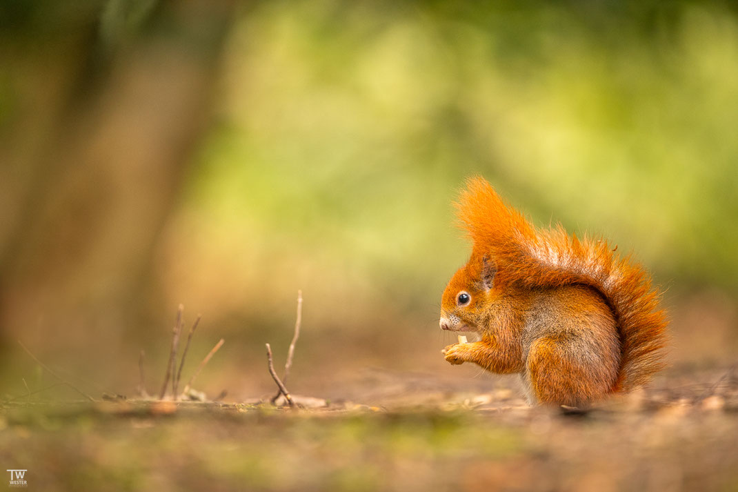 Eichhörnchen isst Haselnuss