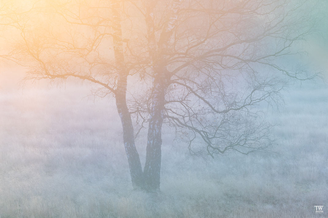 So here is the ‘rainbow birch’, with one click in 2000px size