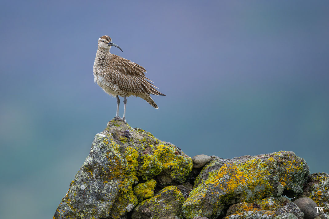 1 Immer wieder zeigen sich kleine Ansammlungen aus Vulkangestein, die stark mit Flechten bewachsen sind