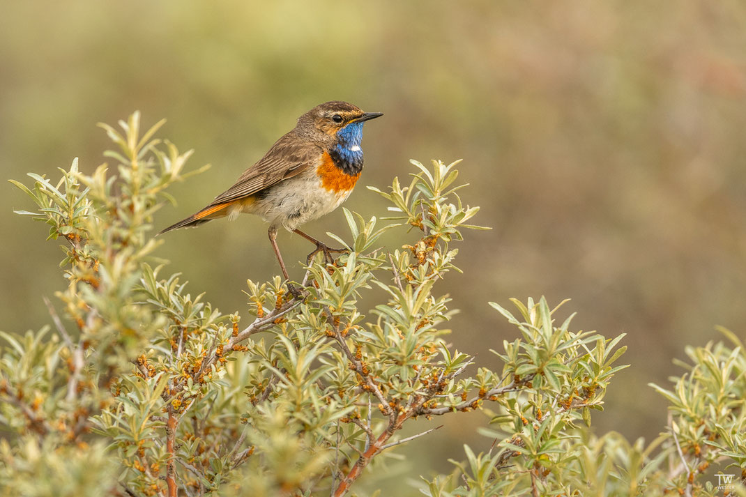 Und hier ein Bild meiner Lieblings-Singvogelart, dem Blaukehlchen, dem ich als „Spinoff“ noch eine eigene Serie widmen werde 😉 (B2019)