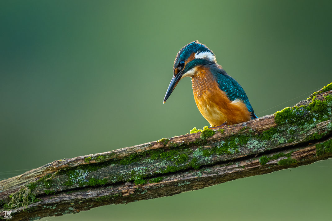 Noch etwas nass vom letzten Tauchstoß fokussierte der Eisvogel schon wieder die Wasseroberfläche (B3334)