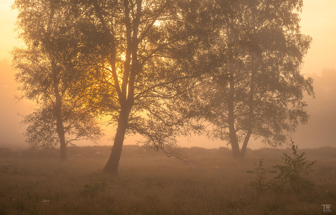 23) An einer meiner Lieblingsstellen kam an diesem Tag die Sonne zunächst nur schwach durch den Nebel…