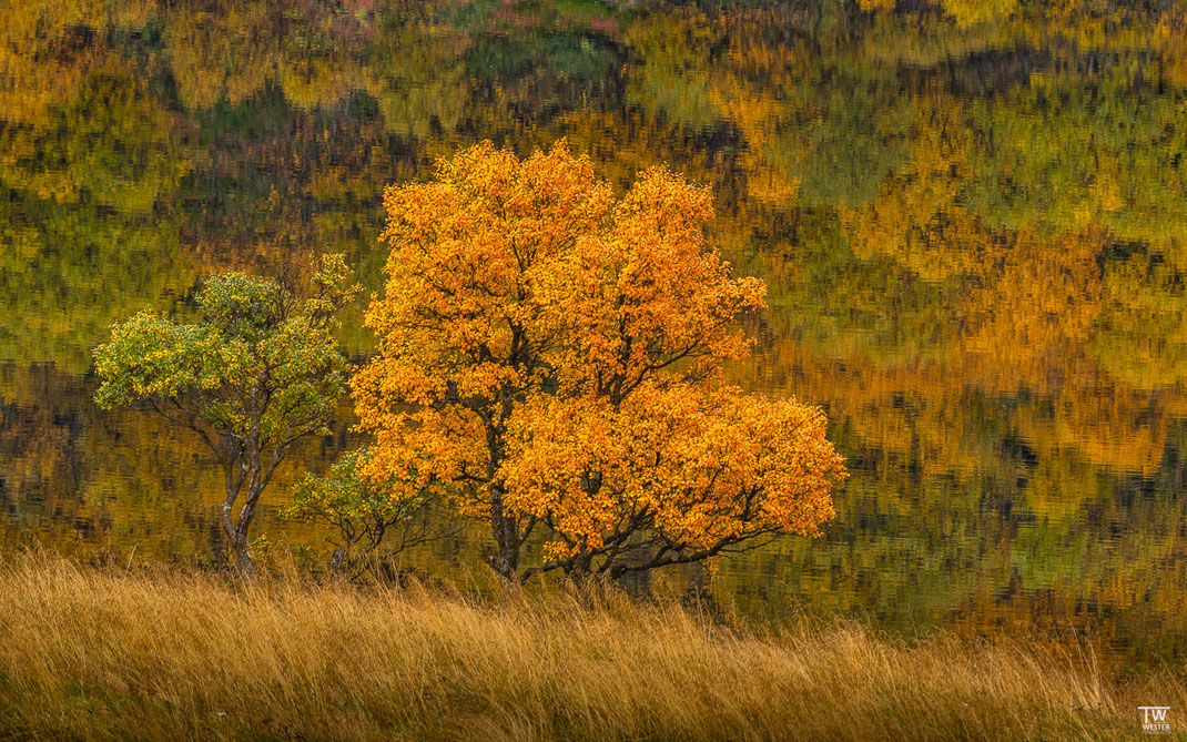 Volle Herbstpracht (B3317)