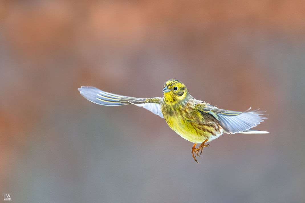 (9) Eine Goldammer im Flug