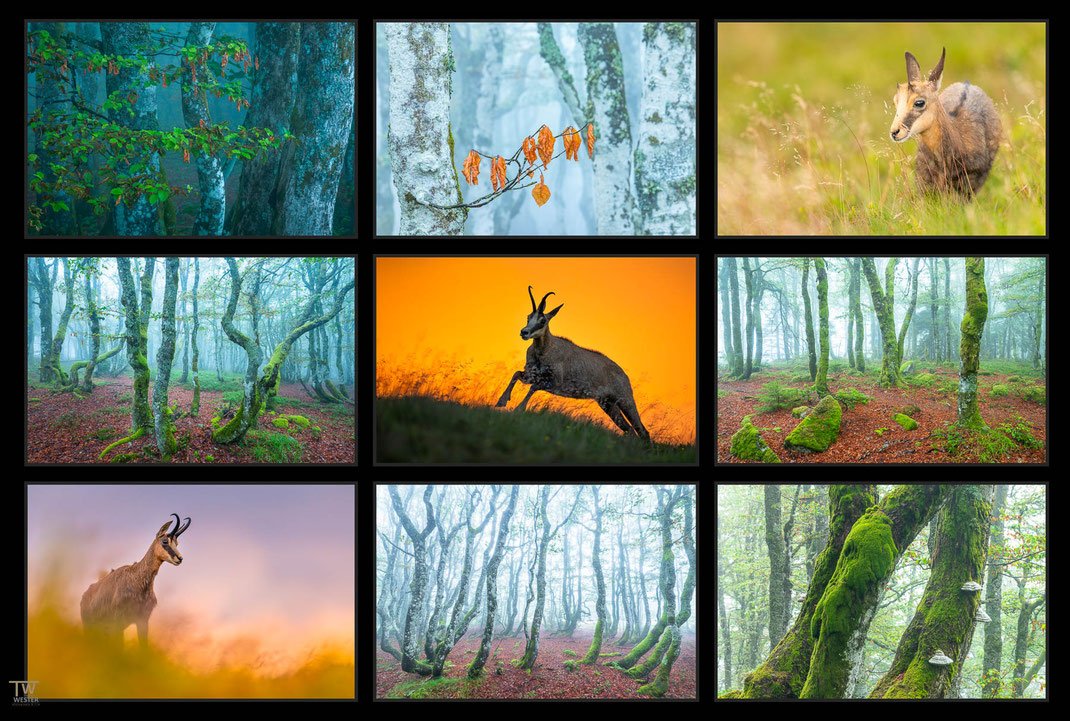 Das Bild zeigt eine Collage von Wildlife und Landschaftsfotografie und Wald Fotografie aus den Wäldern der Vogesen in Frankreich