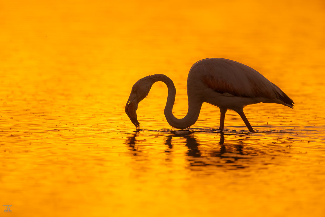15. Ein einziges Mal sah ich einen Flamingo im Gegenlicht, hier von Tausenden Mücken umgeben…