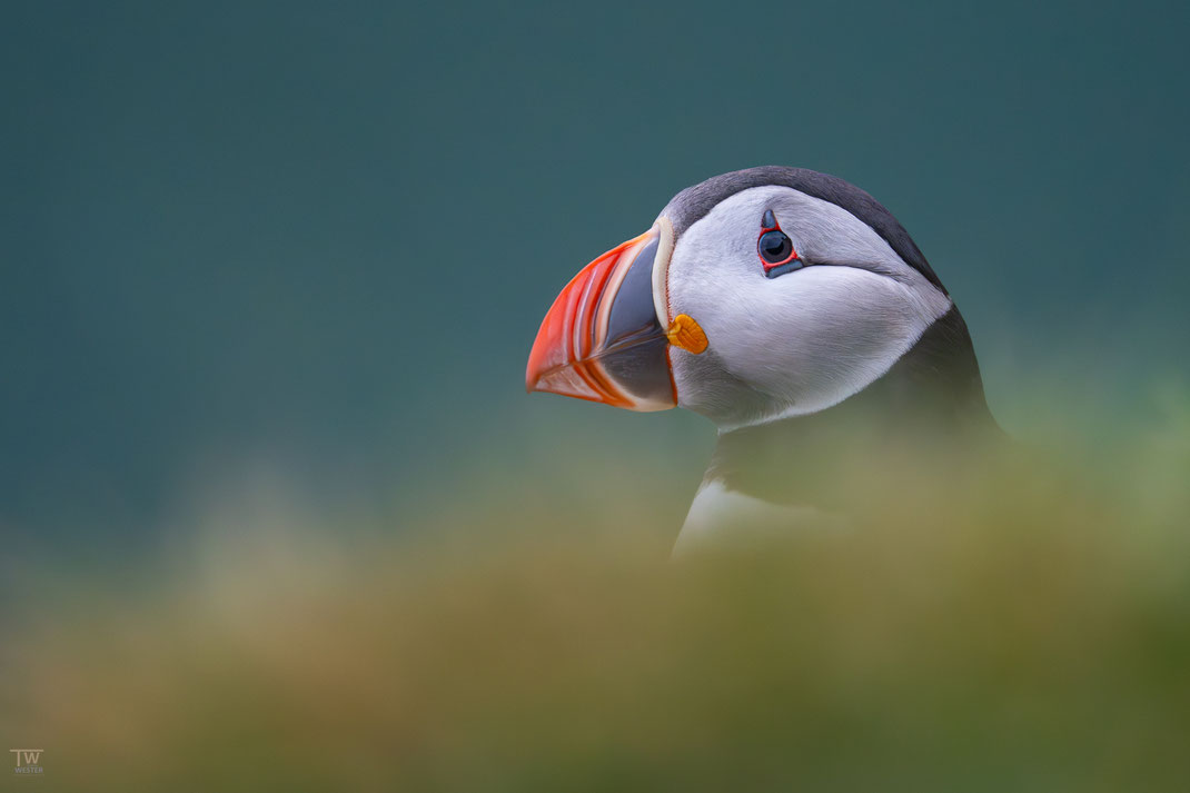9 Im Portrait ein wirklich schöner Vogel