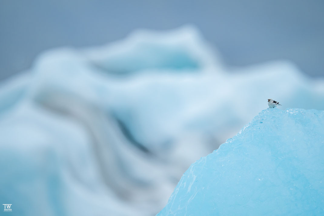 14 …ganz gut erkennt; immer wieder nutzte dieses Exemplar den wunderbar blauen Eisberg als Singwarte. Ich glaube meine Lieblingsaufnahme aus der Serie