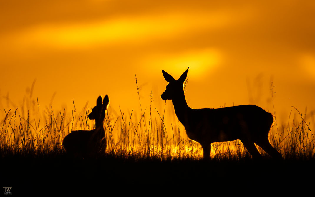 (13) Auch während des Sonnenuntergangs sind Mutter und Kitz sehr aufmerksam