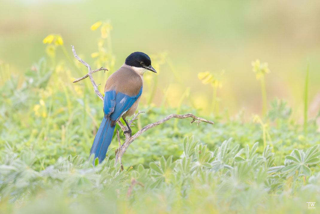 9) Zum ersten Mal konnte ich ein Bild einer Blauelster einfangen, die morgens im „Trupp“ die Wiesen nach Nahrung absuchen