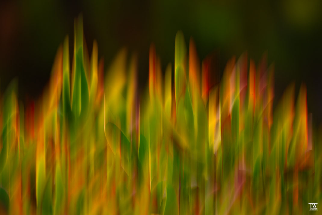 11) Die schön gefärbten „Mittagsblumen“ als ICM-Aufnahme – sie findet man wenige Meter vom Atlantik entfernt