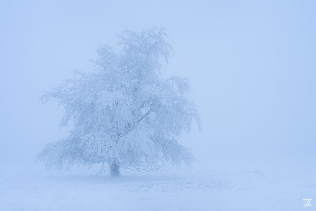 15 Meine persönliche Lieblingsszene; diesen Baum habe ich schon oft fotografiert â doch an diesem Tag war der Nebel besonders dicht und der Baum extrem fotogen.