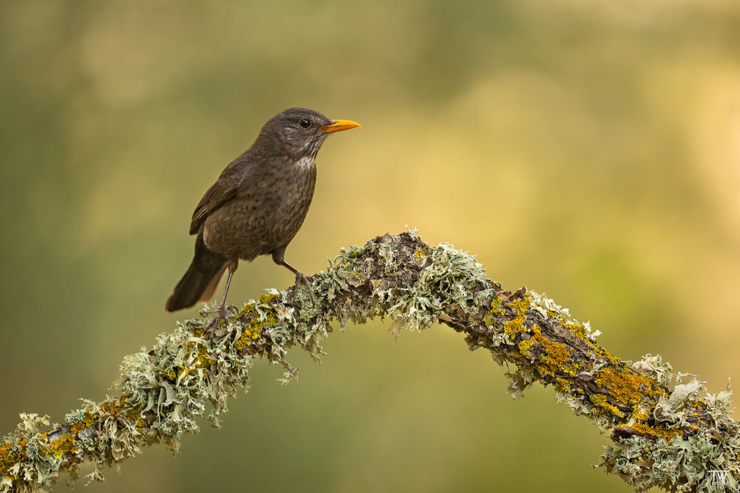 (13) Sicherlich eines der ornithologischen Highlights: die seltene mallorquinische Samtkopf-Gelbschnabelamsel 😉