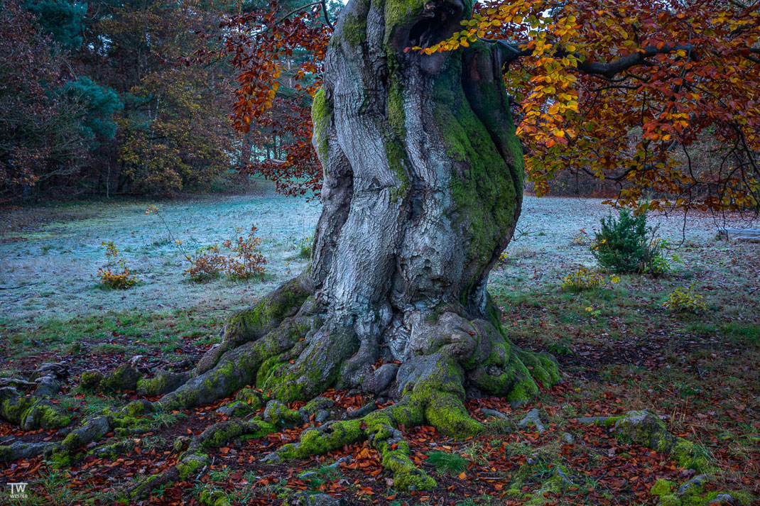 Der Stamm einer mehrere hundert Jahre alten Buche am frostigen Morgen (B2892)