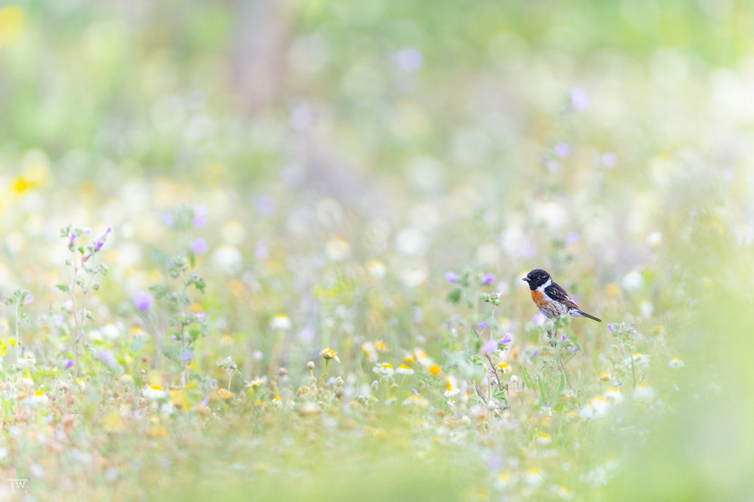 An mancher Stelle erschienen bunte Blumenwiesen (B3039)