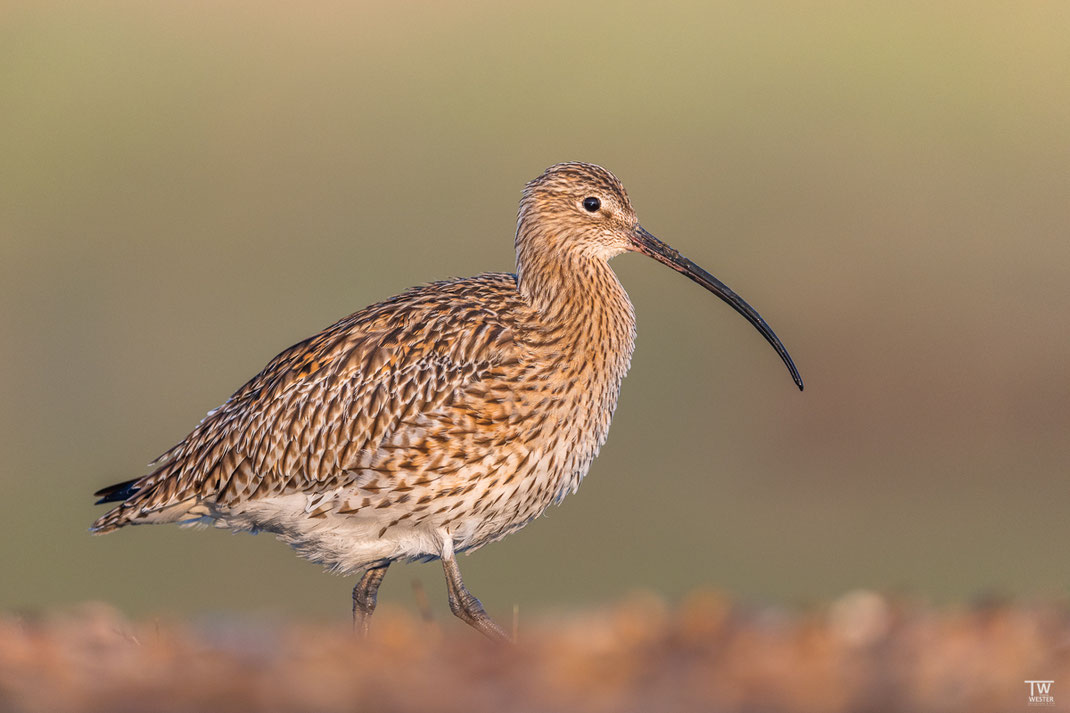 Der große Brachvogel war von der ersten Morgensonne angeleuchtet, zeigte sich leider nur ein paar Sekunden… (B2958)