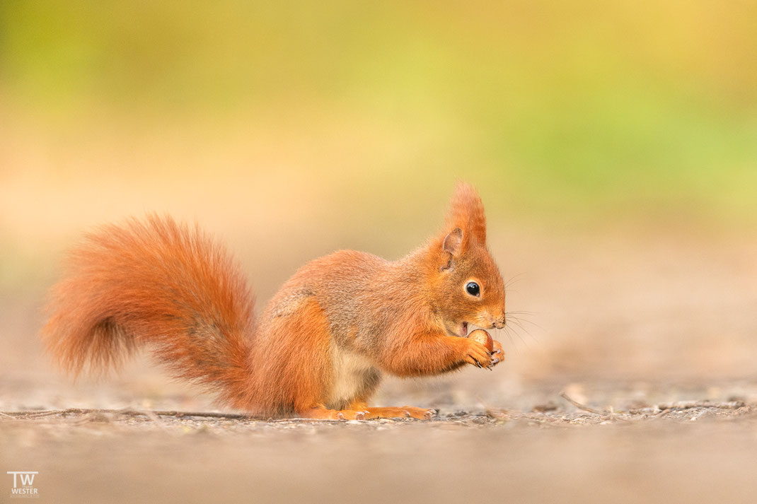 Kleines Eichhörnchen isst Haselnuss