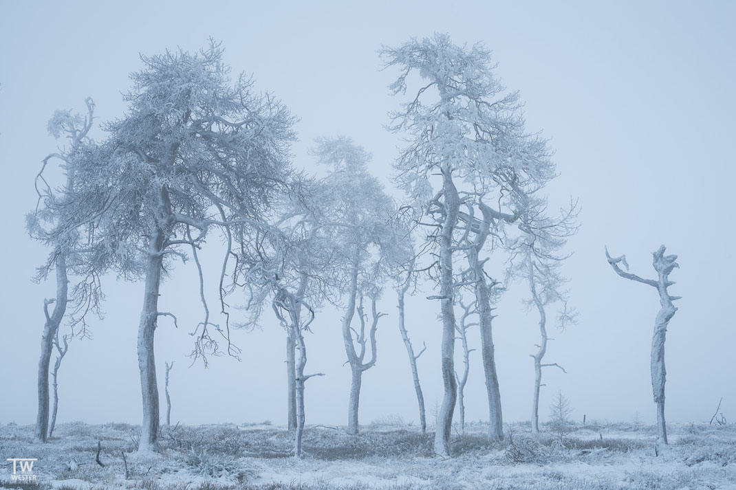 „Der Dirigent”, Hohes Venn, Belgien, 05.01.2017