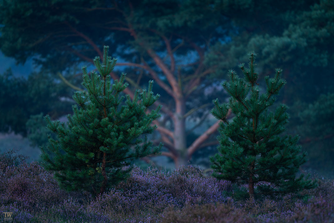 2) Zu dieser Uhrzeit kann man auch interessante Details dieser Landschaft am Rande der blauen Stunde fotografieren