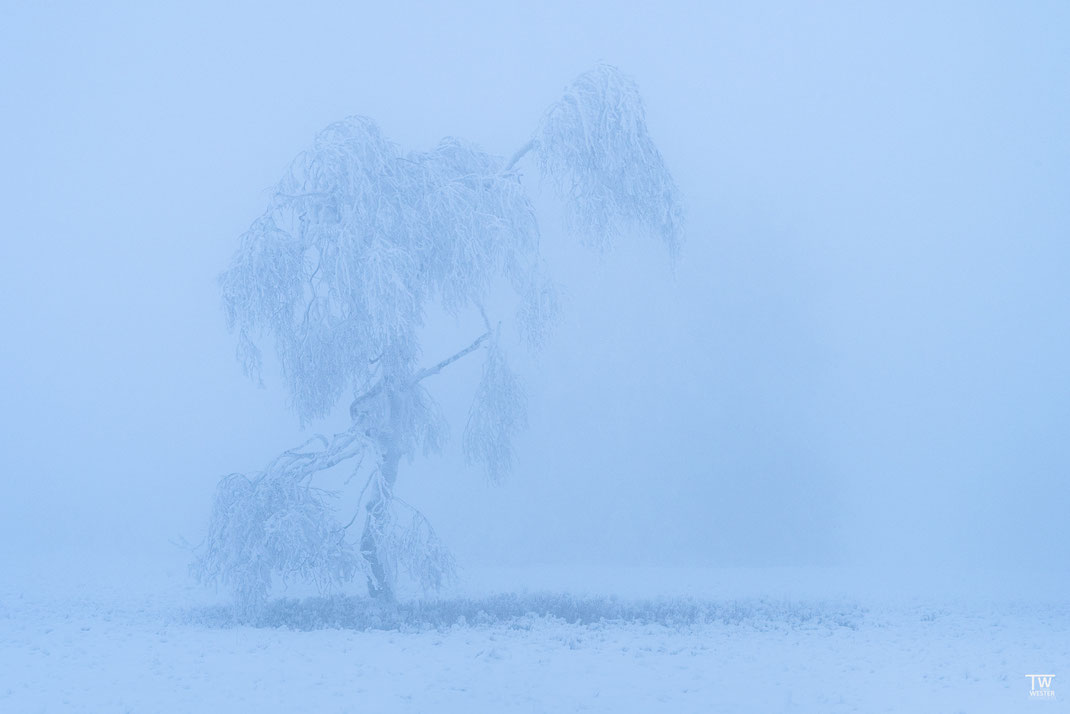 12 Immer wieder ziehen mich auch die solitären Bäume im Nebel an