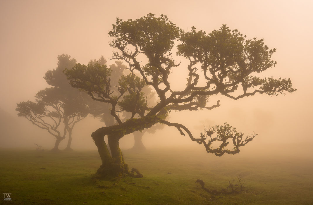 5 Dieser Baum gefiel mir in dem warmen Licht am allerbesten.