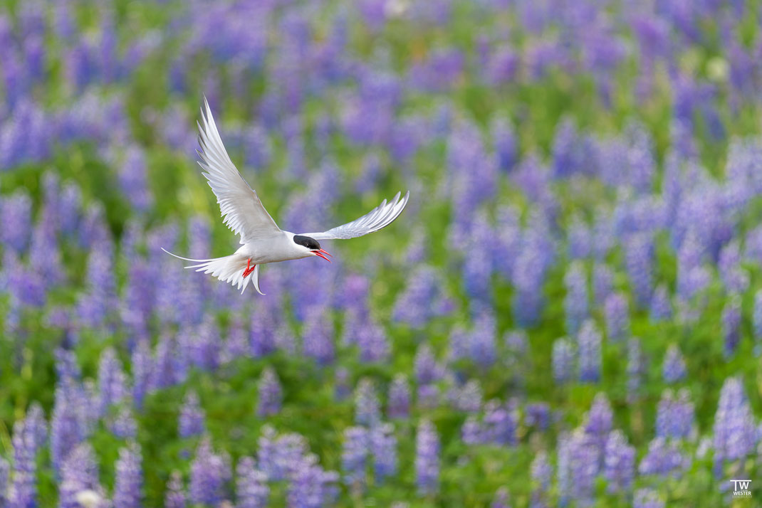 14 Dieses Bild zu produzieren war dabei gar nicht so einfach. Der genaue Grad der Freistellung war hier wichtig; Ist der Vogel zu nah, erhält die Pflanze im Hintergrund eine unschöne Form, ist er zu weit weg, wird es zu unruhig…