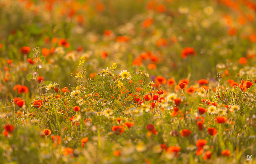 10 An einigen Feldern mischen sich auch Mohnblumen unter und einige wenige Hyazinthen