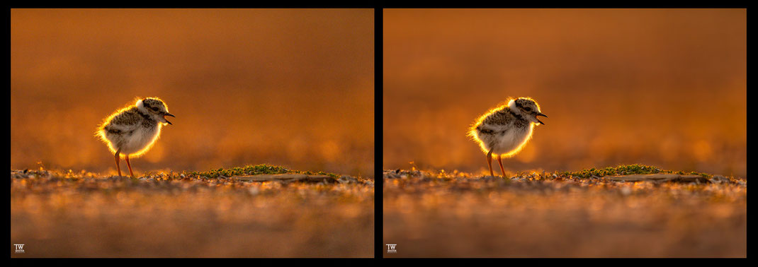A lot of noise on the left, little noise on the right for comparison - in this example probably still undisputed...