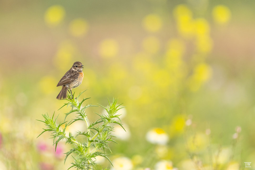 Auf den Blumenwiesen fühlten sie sich wohl (B3036)