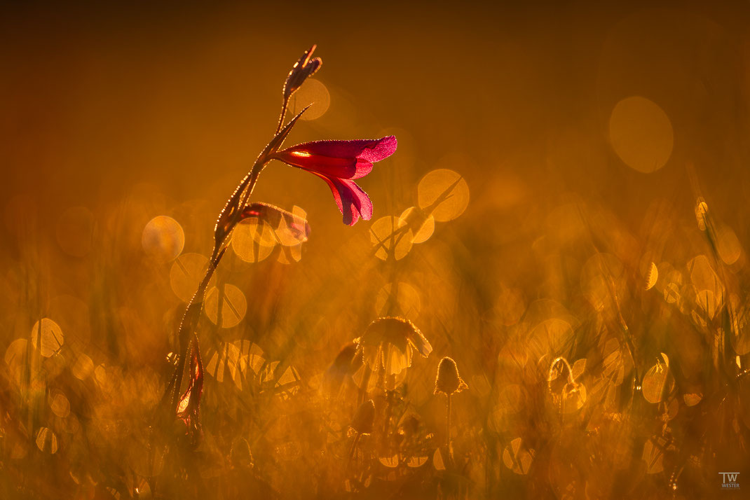 17 Eine einzelne Blüte