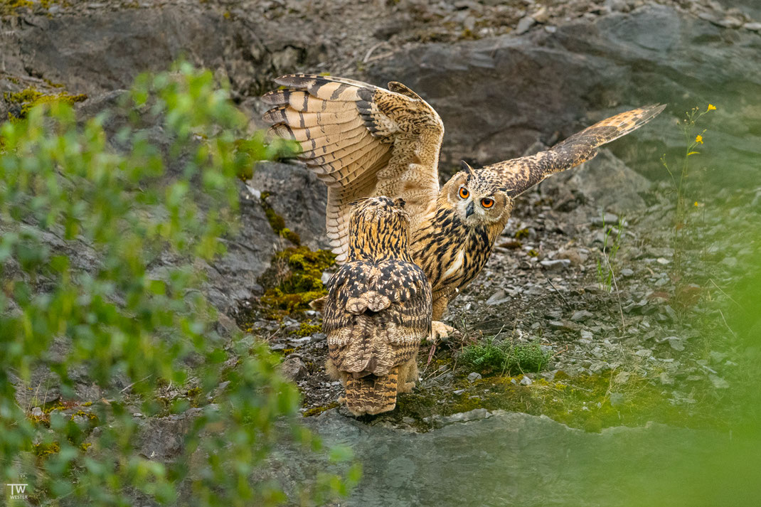 Die Interaktion zwischen den Geschwistern war immer schön anzuschauen, leider gab es nur wenige in einigermaßen fotogenem Habitat (B2661)