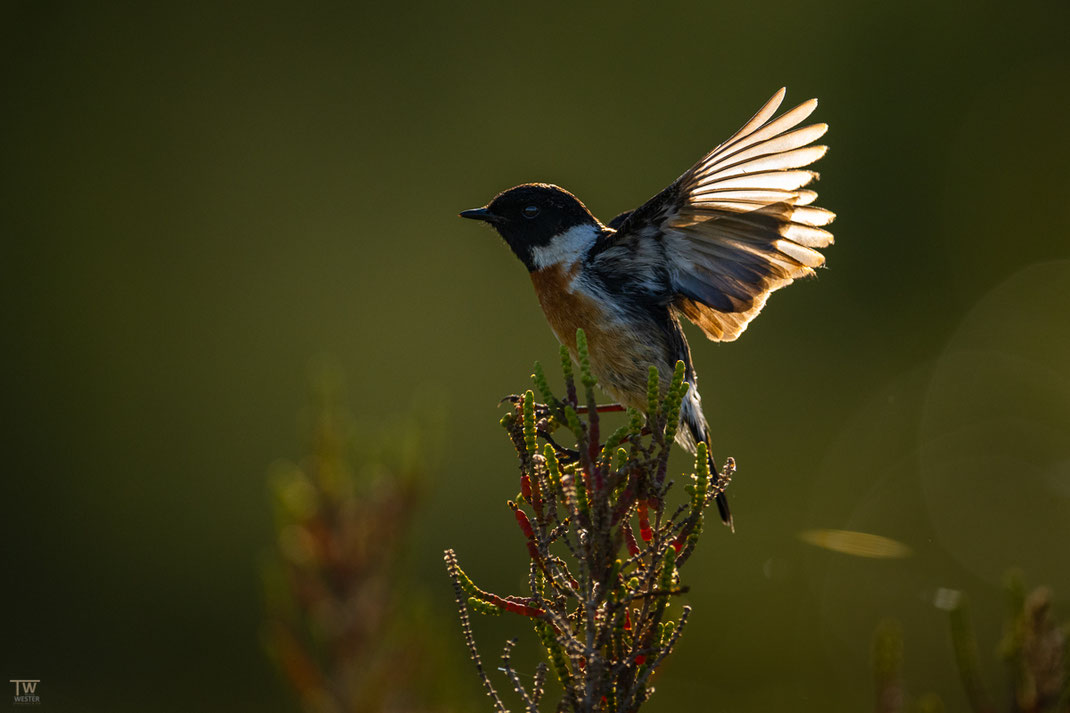 Morgens schien das Licht durch die Flügel (B3037)