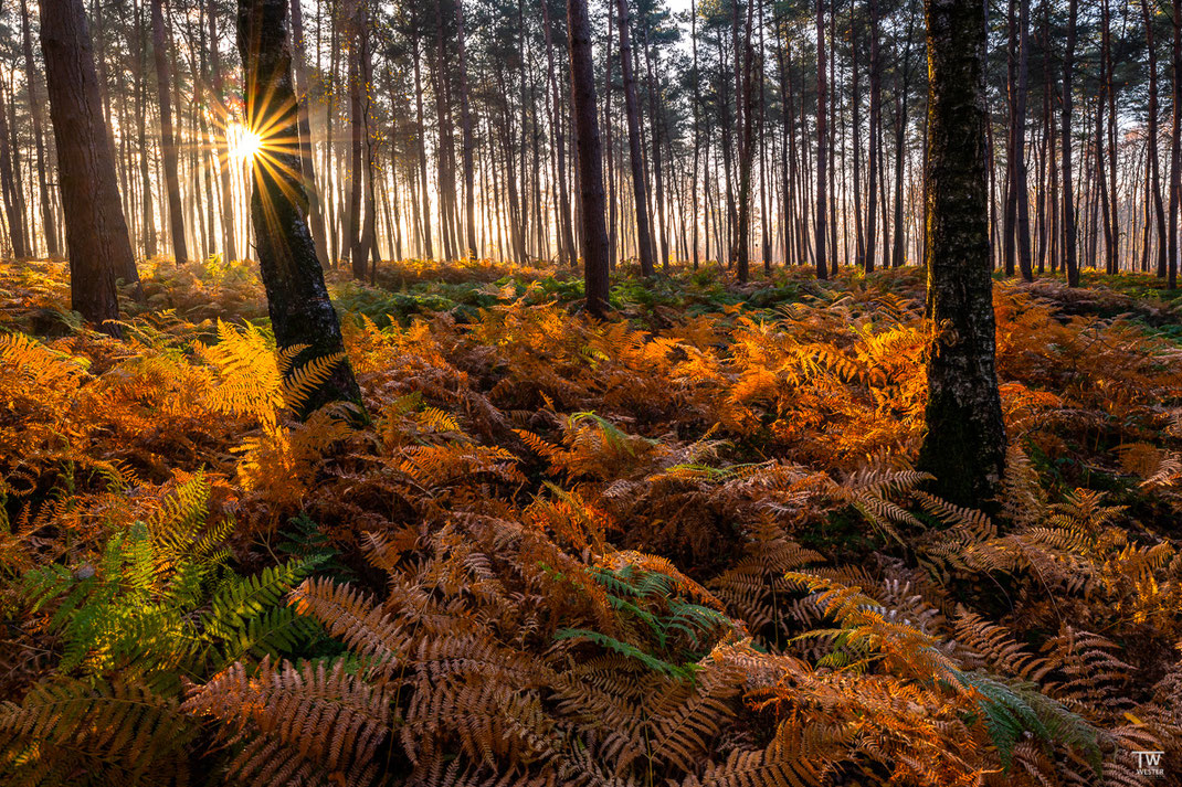 Morgenlicht streift durch den Farnenwald (B2270)