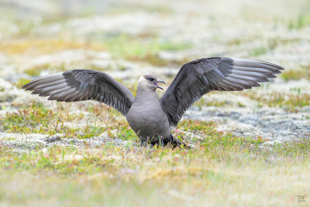 11 Auch hier war das Habitat einfach schön und die Gefiederstruktur gefiel mir sehr