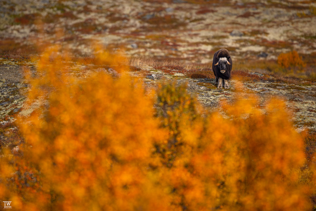 Dieses Jungtier zeigte sich auf einem Hügel in der vollen Herbstpracht (B3292)
