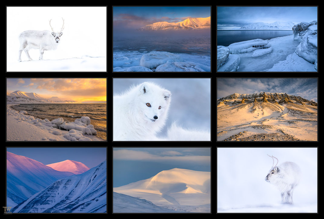 Das Bild zeigt eine Collage vonLandschaftsfotografien und Wildlife Fotografien aus Spitzbergen