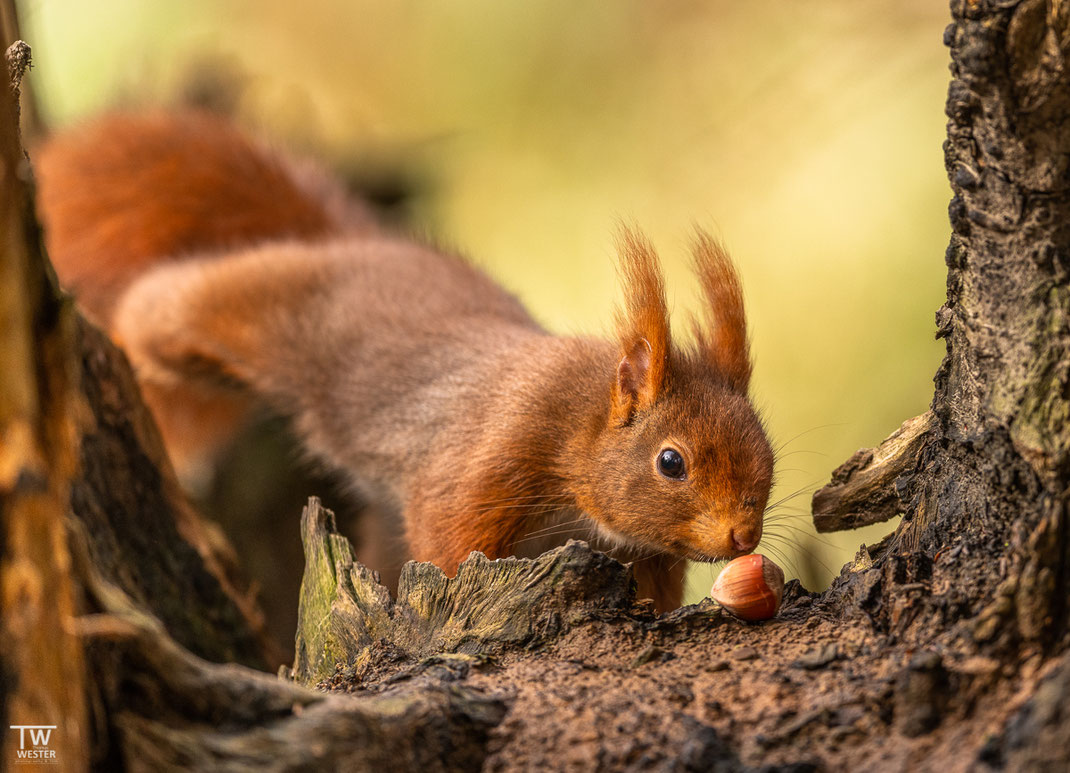 Eichhörnchen im Baum