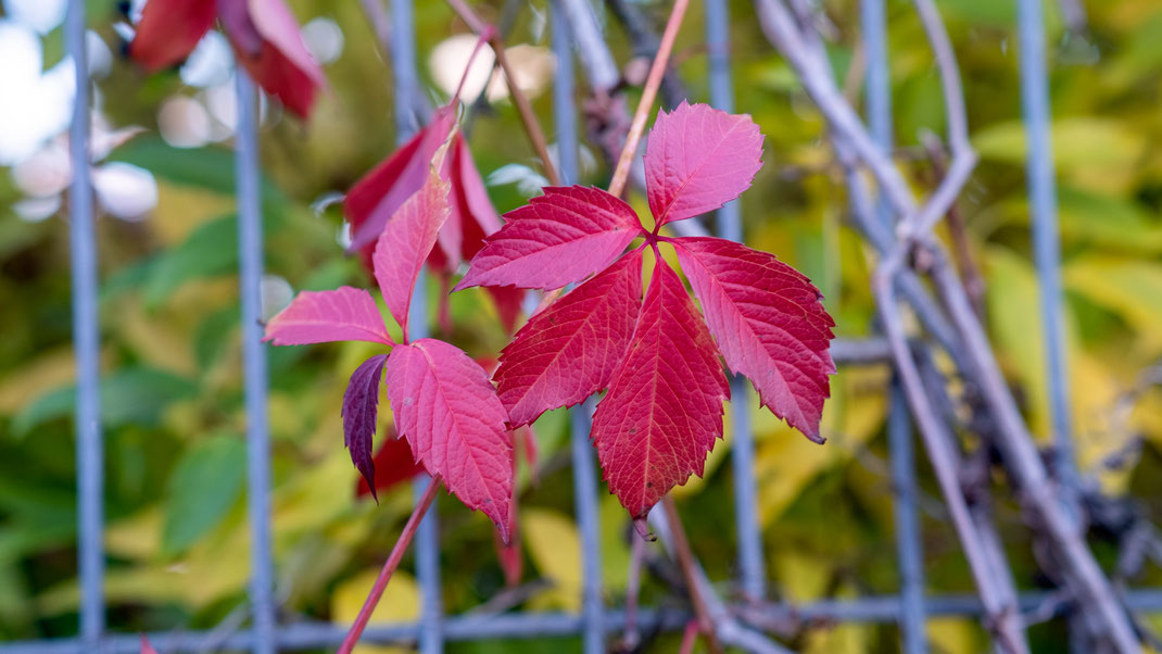 Herbstlaub: Fotografiert mit Viltrox AF 56/1.4 XF Kleine Entdeckungsreise mit der Fuji XT3: Wie wunderbar sich der Herbst in seiner bunten Vielfalt zeigt, wird einem erst bewusst, wenn man diese Momente digital einfängt. Ich bin mit meiner Kamera nebst Festbrennweite von Viltrox auf Erkundungstour gegangen und habe die herbstliche Farbenpracht eingefangen | Hot Port Life & Style | Lifestyle Blog aus Deutschland